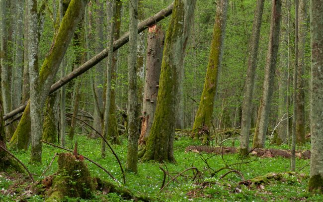 Frédéric Demeuse-photographer-Bialowieza-Strict-reserve-April