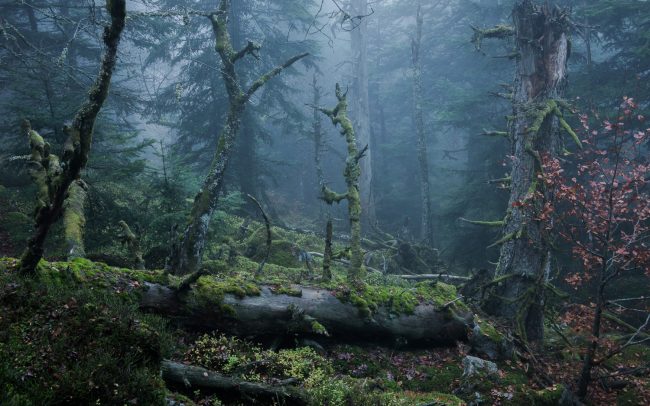 Frédéric Demeuse-primeval-forest-photography-Old primary forest