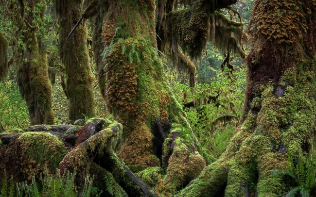 Frederic-Demeuse-temperate-rainforest-Hoh Rainforest