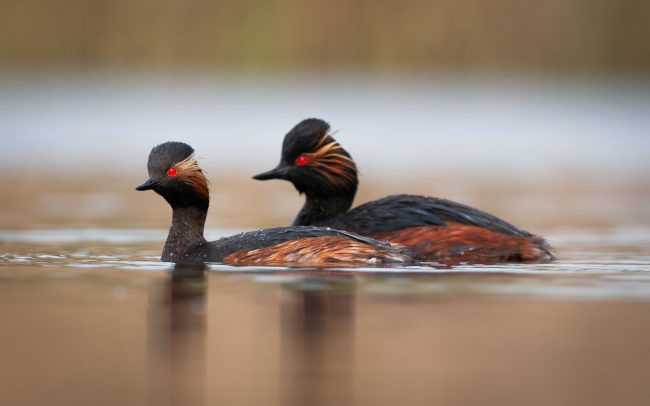 Frederic Demeuse Photography-wildlife