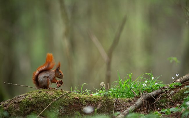 Frederic Demeuse Photographie