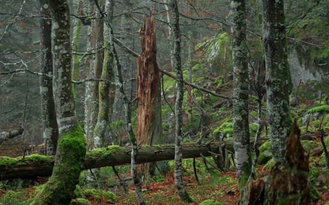 Frédéric-Demeuse-photography-forêts-primaires-forgotten-places-forest-photographer