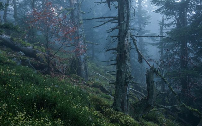 Frédéric Demeuse-primeval-forest-photography-Vieille-foret-Ventron