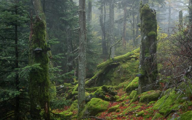 Frederic Demeuse photography-primary forest-Romania