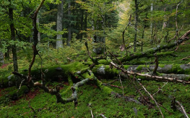 Frederic Demeuse photography-primary forest