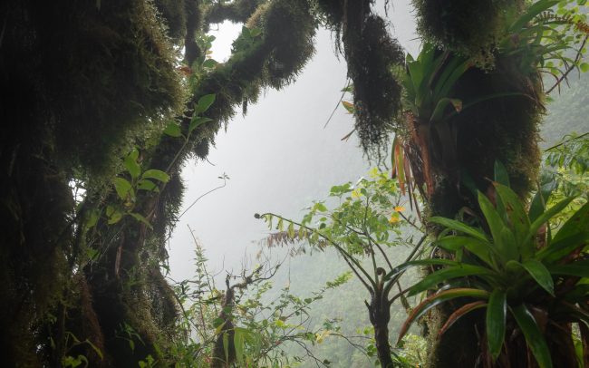 Frederic Demeuse photography-Forgotten places-Tropical forest-3