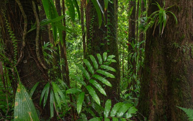 Frederic Demeuse photography-Forgotten places-Tropical forest