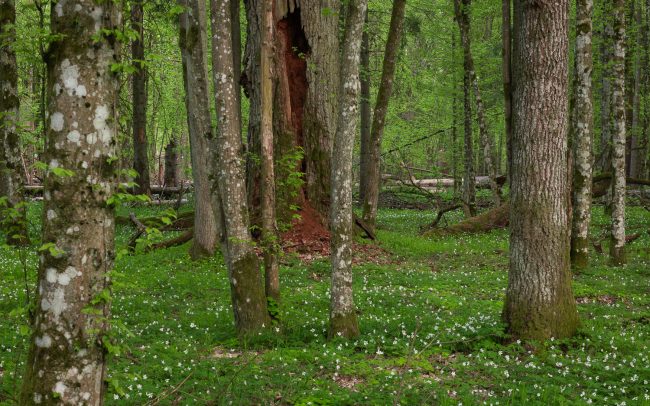 Frédéric-Demeuse-Bialowieza-Primeval Forest-Unesco