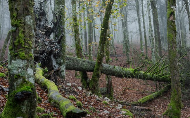 Frédéric Demeuse-Forgotten-Places- Photography-Primary forest-Romania