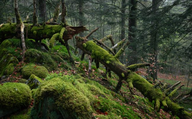 Frederic Demeuse Photography-primeval-forest