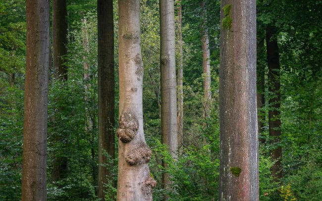 Frédéric Demeuse-Sonian-Forest-Unesco-site-Beech trunks