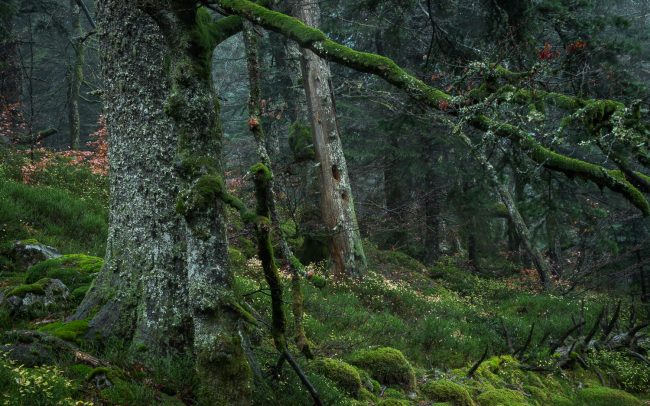 Frédéric-Demeuse-forgotten-places-primary-forest-Europe