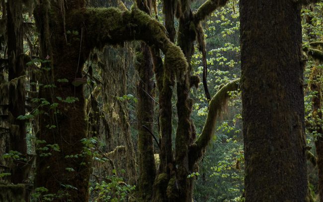 Frédéric-Demeuse-forgotten-places-temperate-rainforest-Hoh Rainforest