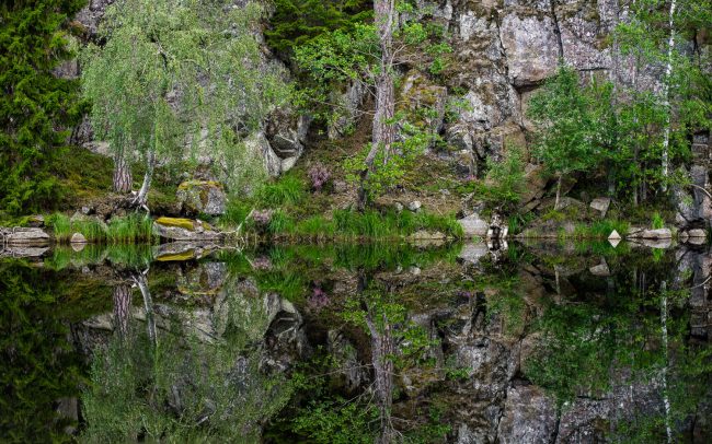 Frederic Demeuse photography-Swedish Forest