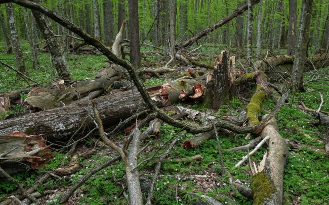 Frederic Demeuse photography-Bialowieza Forest-2