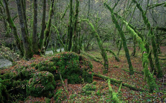 Frederic Demeuse Photographie