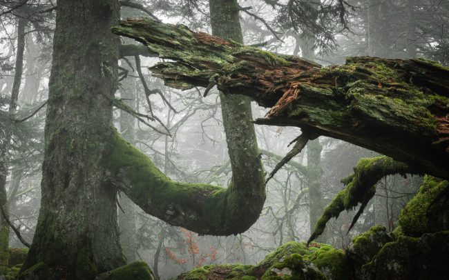 Frederic Demeuse photography-Forgotten-Places-Primary forest-Silver fir