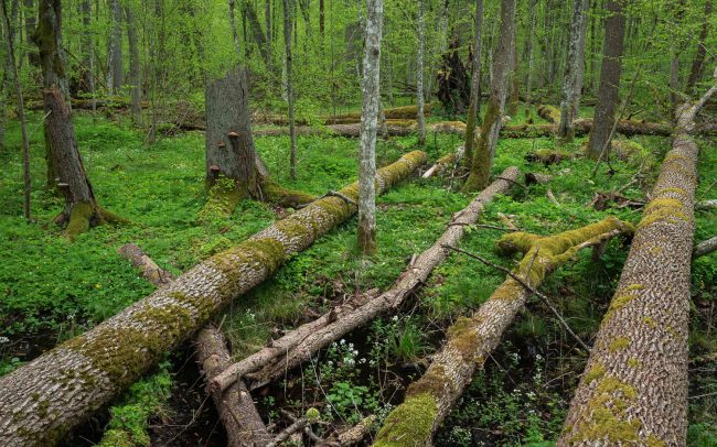 Frederic Demeuse photography-Forgotten places-Bialowieza Forest