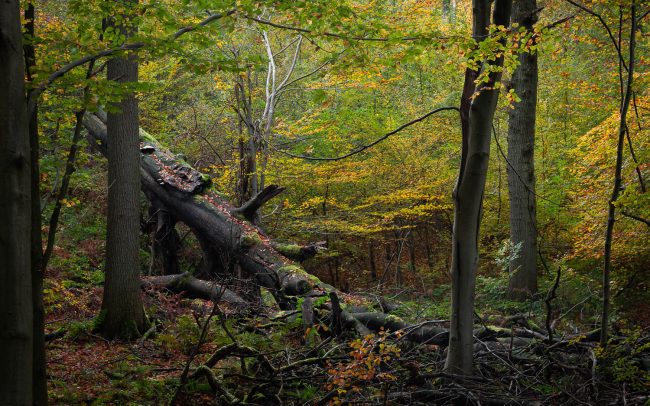 Frederic Demeuse photography-Forgotten places-Sonian-Forest