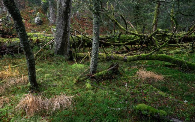 Frederic Demeuse photography-Primary forest