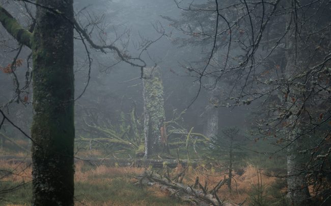 Frederic Demeuse photography-Primary forest-Forgotten-places-bog