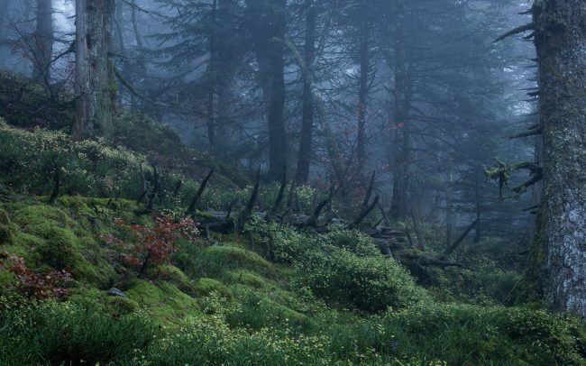 Frederic Demeuse photography-primary forest-Velebit Mountains