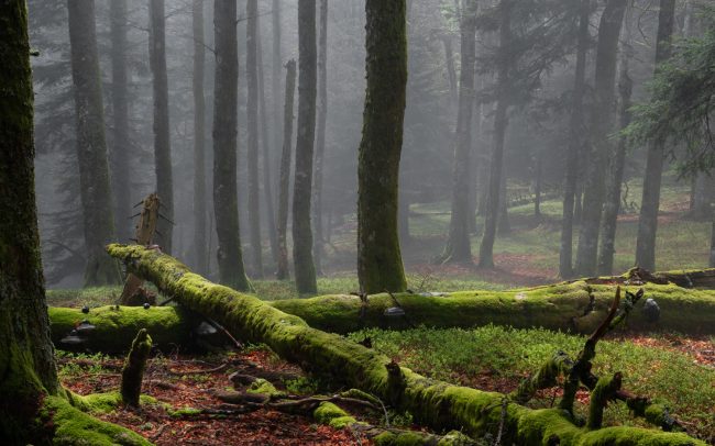 Frédéric Demeuse-primeval-forest-photography-3