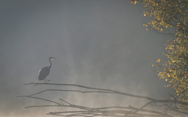 Frederic-Demeuse-Photography-Forest-Heron-October