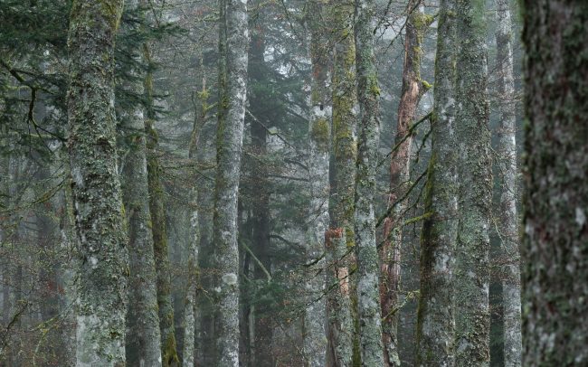 Frederic Demeuse Photography-Forgotten Places-Old Beech forest