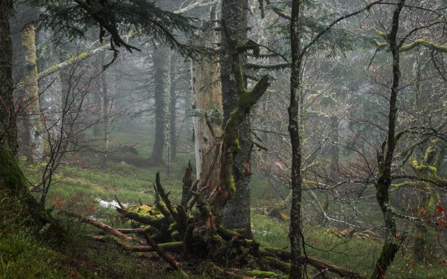 Frederic Demeuse Photography-Forgotten-Places-primary forest