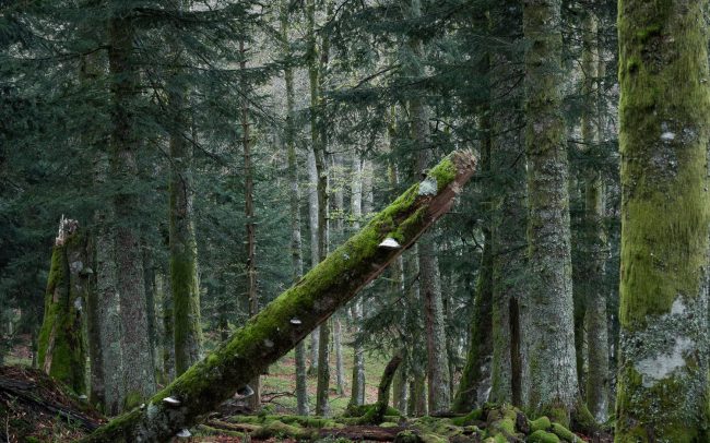 Frederic Demeuse Photography-Forgotten Places-primary-forest