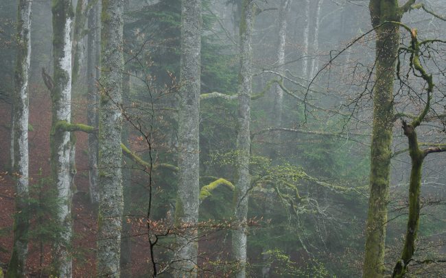 Frederic Demeuse Photography-Misty primary forest