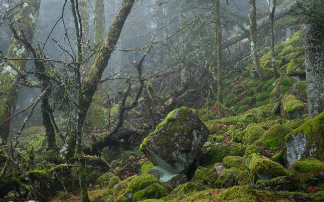 Frederic Demeuse Photography-Primary forest-Europe