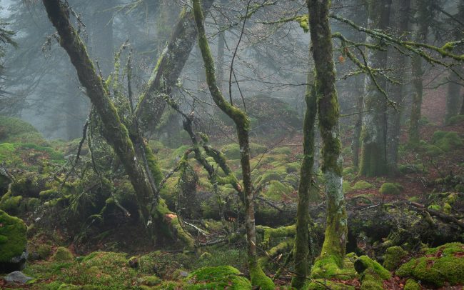 Frederic Demeuse Photography-Primary forest