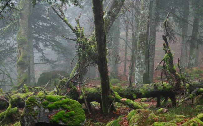 Frederic Demeuse Photography-Primary forest-Europe