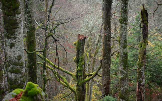 Frederic Demeuse Photography-Primary forest-Romania