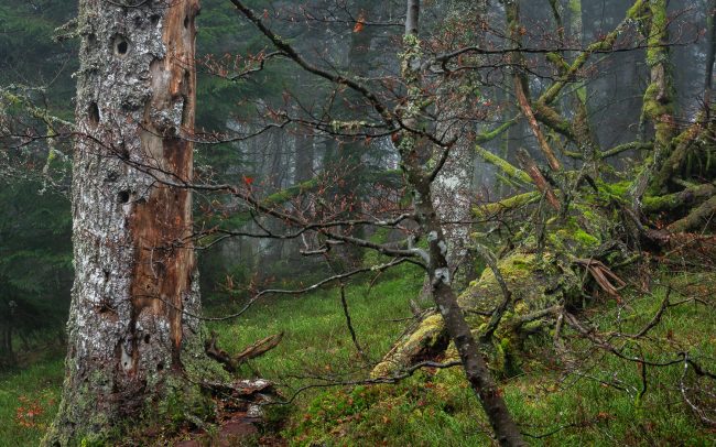 Frederic Demeuse Photographie