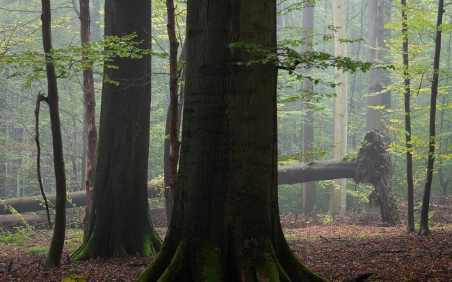 Frederic Demeuse Photography-Sonian Forest-biodiversity-fungi-Unesco-October