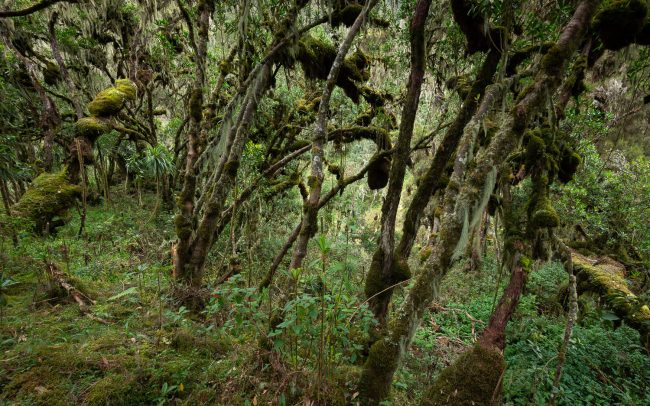 Frederic Demeuse WALD Photography-Primary forest-Bale Mountains-Ethiopia