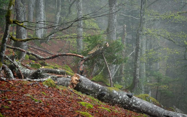 Frédéric-Demeuse-primary-forest-Maramures Mountains-Romania