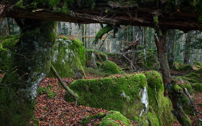 Frederic Demeuse Photography-Primary Forest