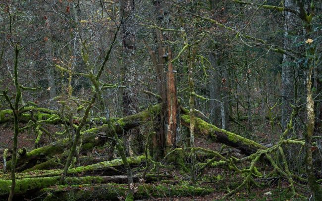 Frederic Demeuse Photography-Primary Forest-Forgotten Places