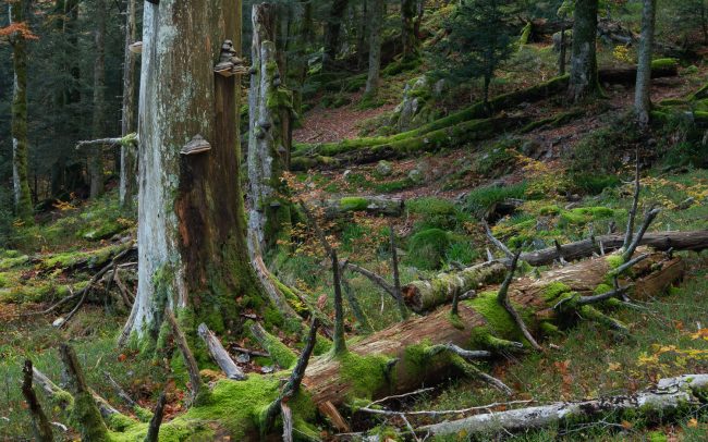 Frederic Demeuse Photography-Primary Forest-Forgotten Places