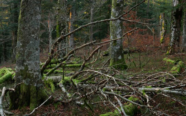 Frederic Demeuse Photography-Primary Forest-October