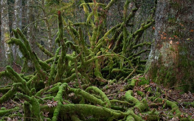 Frederic Demeuse Photography-primary forest