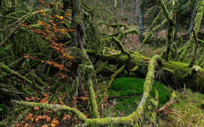 Frederic Demeuse Photography-primary forest-November