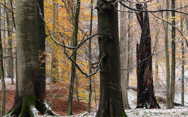 Frederic Demeuse Photography-Primary Forest-2