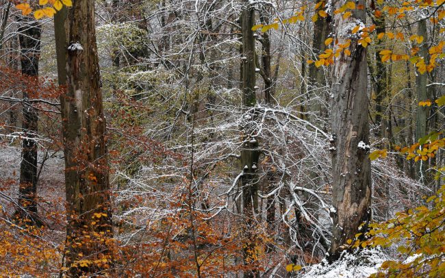 Frederic Demeuse Photography-Primary Forest