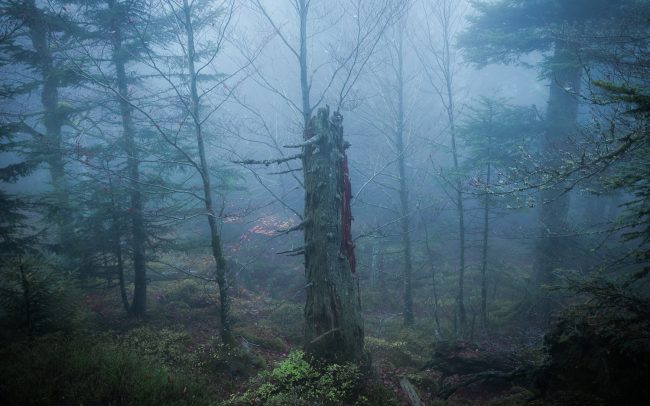 Frederic Demeuse Photography-Primary Forest-Slovakia