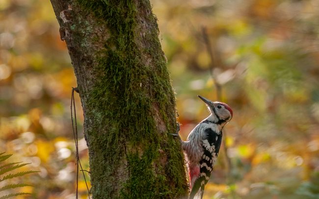 Frederic Demeuse Photography-Primary Forest-White backed Woodpecker-Bialowieza